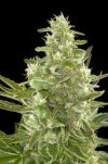 Critical Cheese (Автоцветущие феминизированные)