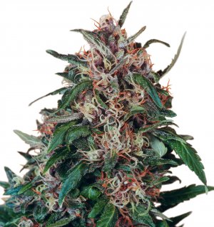 Семена Dutch Passion Seeds Hollands Hope (Феминизированные)