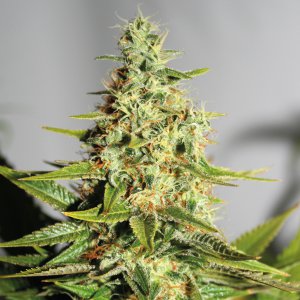 Семена Barney's Farm Seeds Acapulco Gold (Феминизированные)