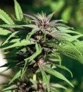 Barney's Farm Seeds Crimea Blue (Феминизированные)