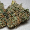 KC Brains California Special <sup>®</sup> (Обычные)