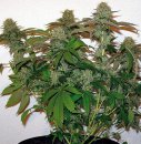 Barney's Farm Seeds 8 Ball Kush (Феминизированные)