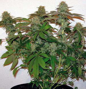 Семена Barney's Farm Seeds 8 Ball Kush