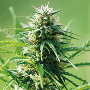 Семена Barney's Farm Seeds Sweet Tooth