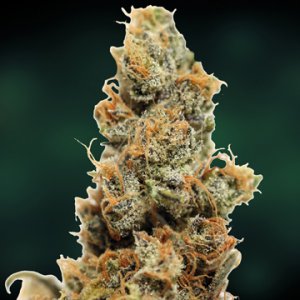Семена Barney's Farm Seeds Pineapple Chunk (Феминизированные)