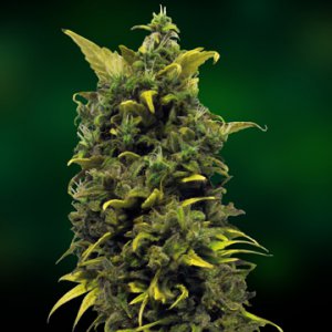 Семена Barney's Farm Seeds Blue Cheese