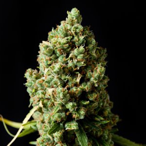 Семена Barney's Farm Seeds Critical Kush