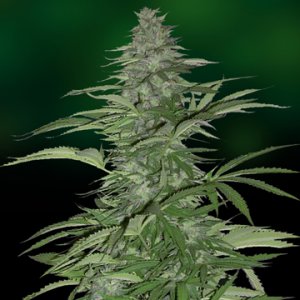 Семена Barney's Farm Seeds Morning Glory