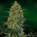 Barney's Farm Seeds Malana Bomb (Автоцветущие феминизированные)