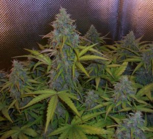 Семена Doctor's Choice Lowryder #2 (Автоцветущие обычные)