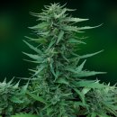 Barney's Farm Seeds Sweet Tooth (Автоцветущие феминизированные)