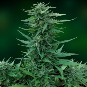 Семена Barney's Farm Seeds Sweet Tooth (Автоцветущие феминизированные)