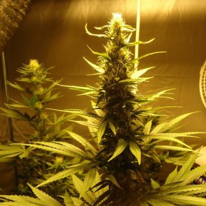 Семена Nirvana Seeds AK-48 (Феминизированные)