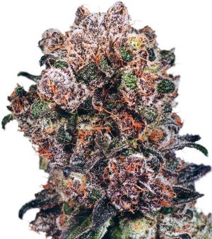 Семена Dutch Passion Seeds Blueberry (Феминизированные)