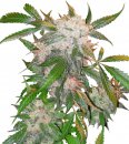 Dutch Passion Seeds White Widow (Феминизированные)