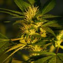 Nirvana Seeds Jock Horror (Обычные)