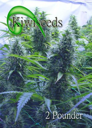Семена Kiwi Seeds 2 Pounder (Обычные)