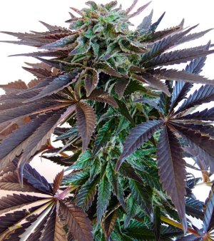 Семена Dutch Passion Seeds Night Queen (Феминизированные)