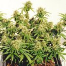 KC Brains K.C. 33 <sup>®</sup> (Обычные)