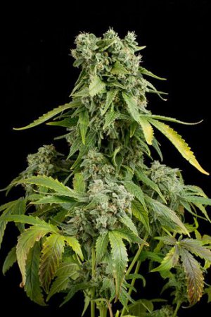 Семена Dinafem Seeds Blue Cheese (Автоцветущие феминизированные)