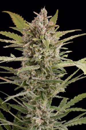 Семена Dinafem Seeds Critical+ 2.0 (Автоцветущие феминизированные)