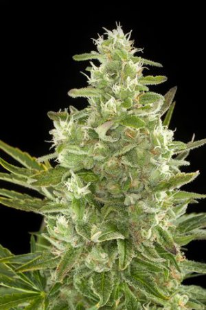Семена Dinafem Seeds Critical+ (Автоцветущие феминизированные)