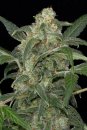 Dinafem Seeds Haze 2.0 (Автоцветущие феминизированные)