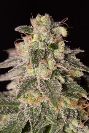 Семена Dinafem Seeds Shark Shock CBD (Феминизированные)