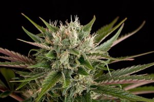 Семена Dinafem Seeds Blue Cheese (Феминизированные)