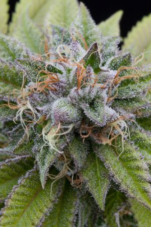 Семена Dinafem Seeds Bubba Kush (Феминизированные)