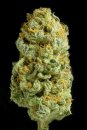 Dinafem Seeds Critical Cheese (Феминизированные)