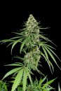 Dinafem Seeds Critical+ (Феминизированные)