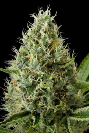 Семена Dinafem Seeds Dinamex