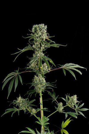 Семена Dinafem Seeds Moby Dick #2 (Феминизированные)