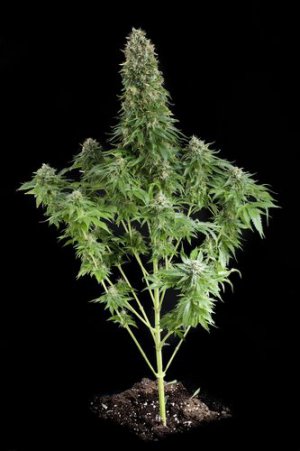Семена Dinafem Seeds White Siberian (Феминизированные)