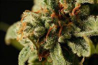 Dinafem Seeds Sweet Deep Grapefruit (Феминизированные)