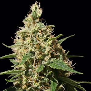 Семена Barney's Farm Seeds Peppermint Kush (Феминизированные)