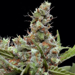 Семена Barney's Farm Seeds CBD Blue Shark (Феминизированные)