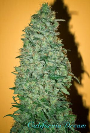 Семена Mandala Seeds California Dream (Феминизированные)