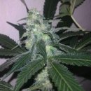 Nirvana Seeds Swiss Cheese (Автоцветущие феминизированные)