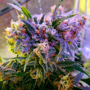 Семена Nirvana Seeds Aurora Indica (Феминизированные)