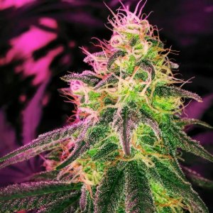 Семена Nirvana Seeds BlackJack (Феминизированные)