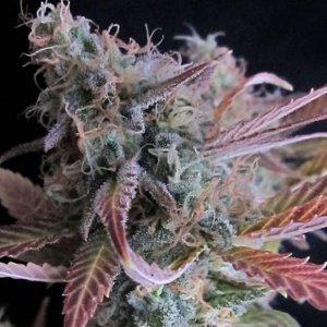 Семена Nirvana Seeds Raspberry Cough (Феминизированные)
