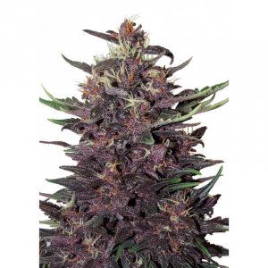 Семена Buddha Seeds Purple Kush (Автоцветущие феминизированные)