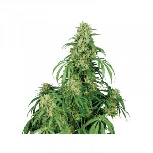Семена Buddha Seeds Calamity Jane (Автоцветущие феминизированные)