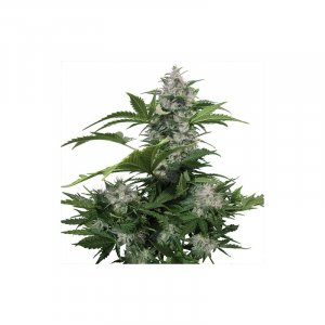 Семена Buddha Seeds White Dwarf