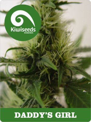 Семена Kiwi Seeds Daddy’s Girl (Обычные)