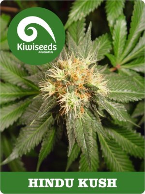 Семена Kiwi Seeds Hindu Kush