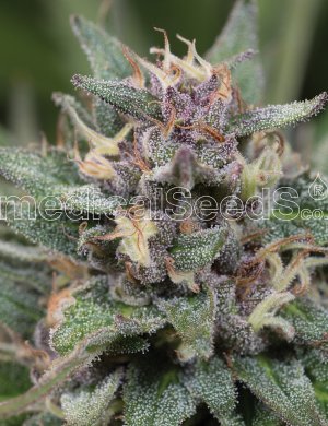 Семена Medical Seeds Bluehell Auto (Автоцветущие феминизированные)