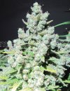 Medical Seeds Malakoff (Феминизированные)